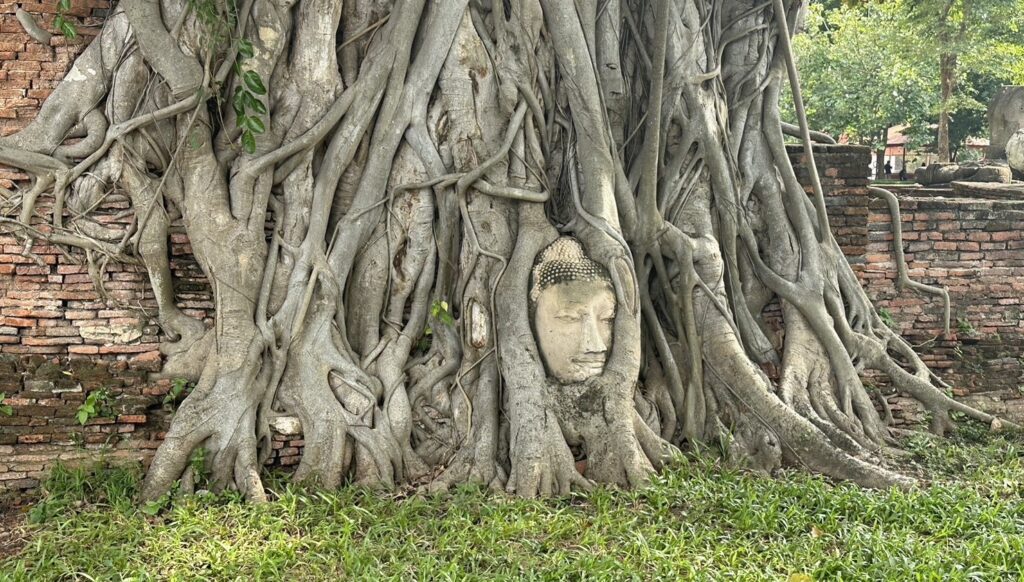アユタヤの木の根で覆われた仏頭の画像
